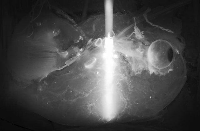 Deep 3D histology powered by tissue clearing, omics and AI